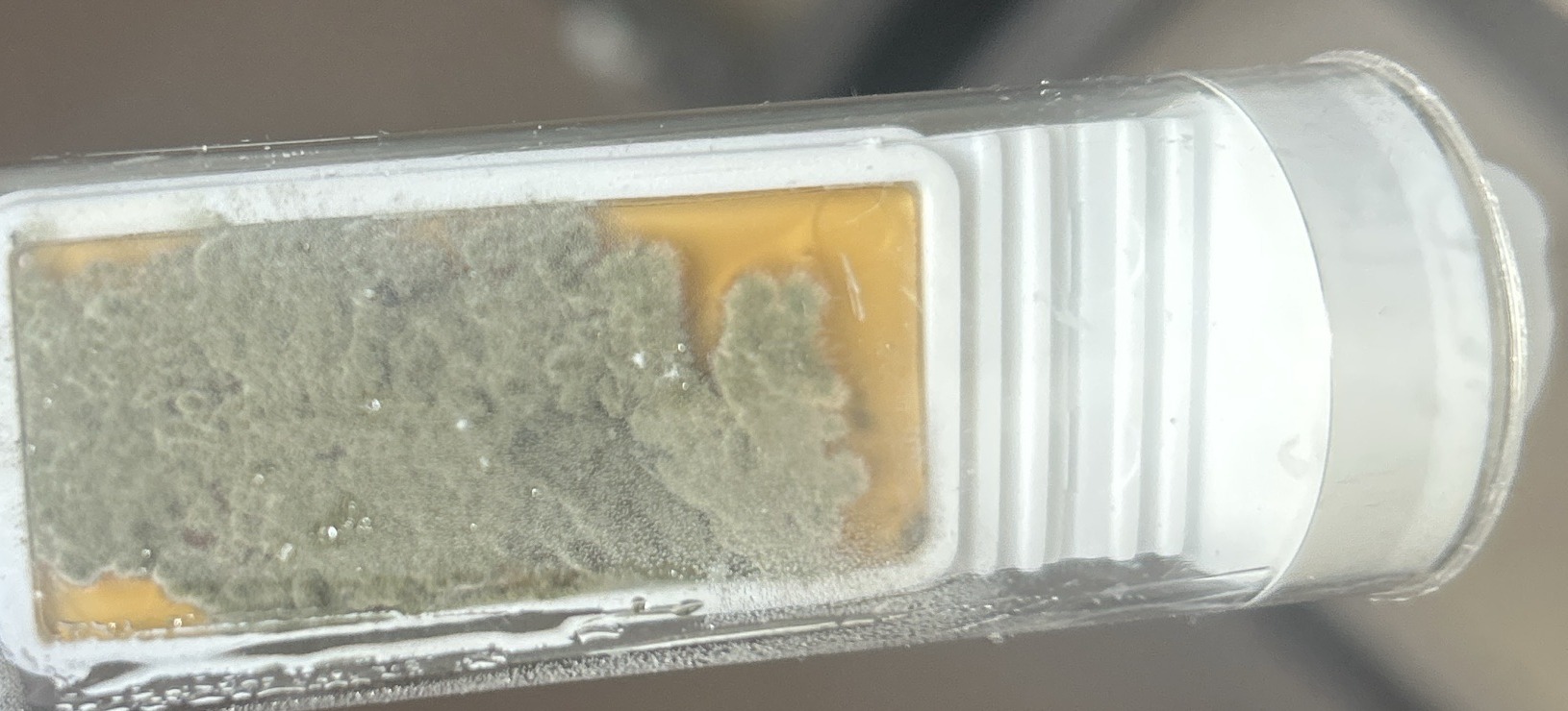 Example of a clear photo showing a complete test slide